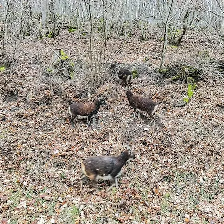 10-personen-wellness-chalet In Erster Reihe Am בית נופש