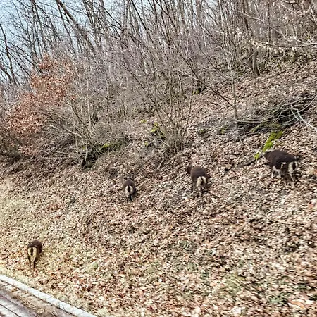 10-personen-wellness-chalet In Erster Reihe Am Feriehus