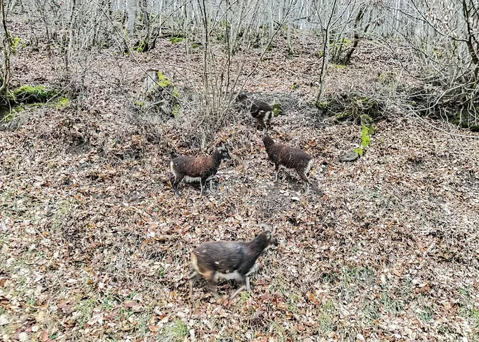 10-personen-wellness-chalet In Erster Reihe Am בית נופש