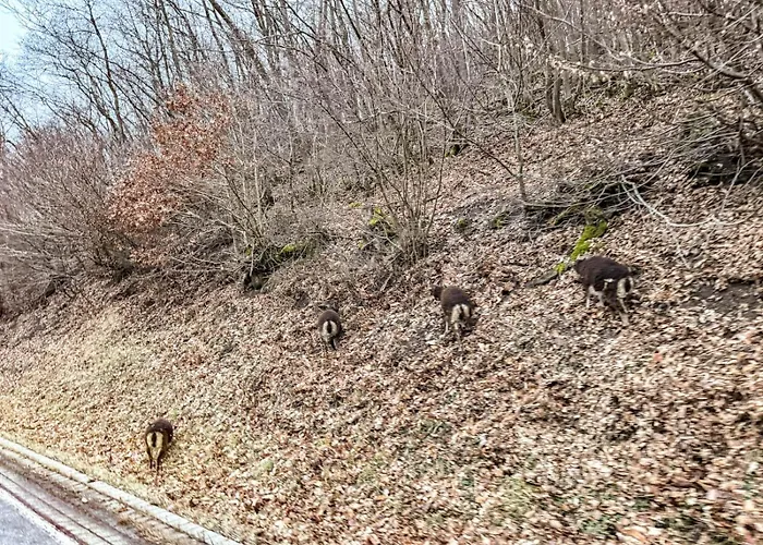 10-personen-wellness-chalet In Erster Reihe Am בית נופש